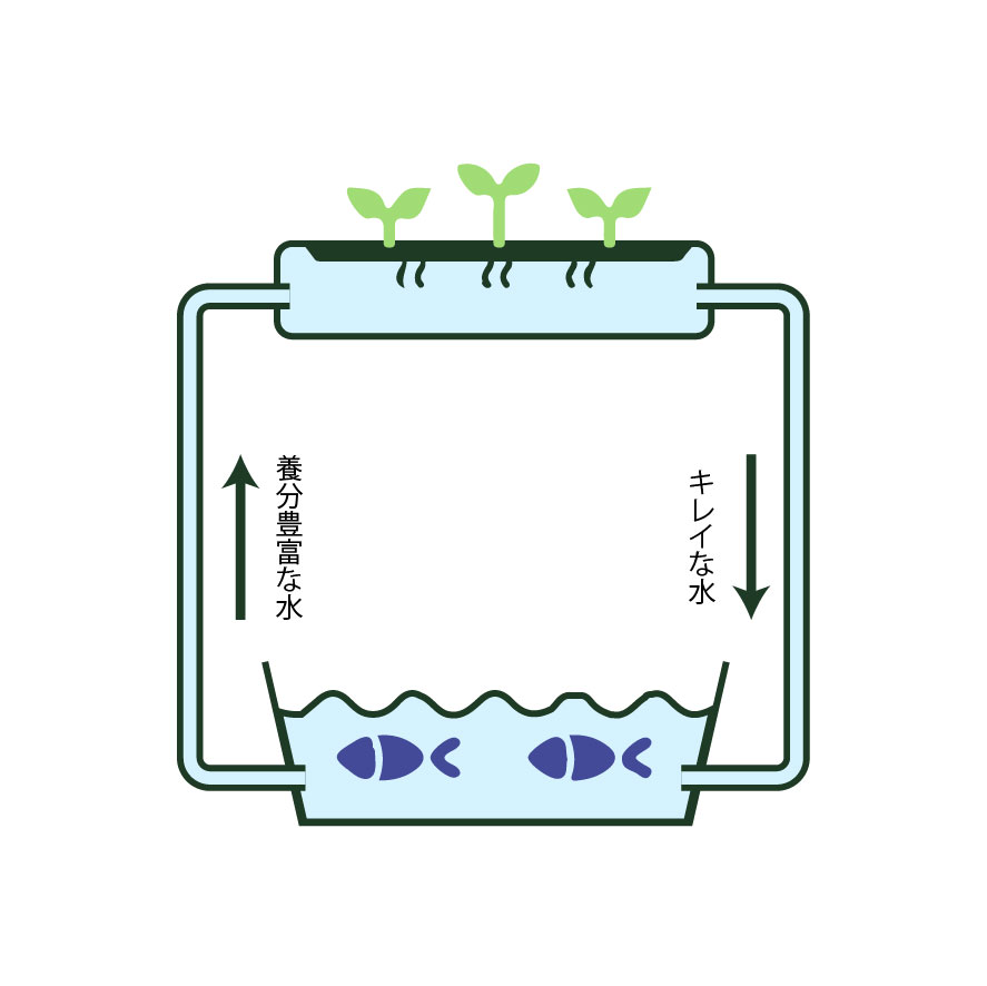 アクアポニックスの仕組みの簡易図
