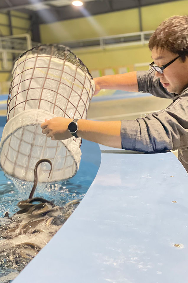 クロコウナギを池入れする様子